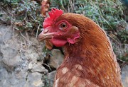 67 Una gallina ci osserva ben bene